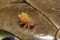 Dicyrtomina minuta