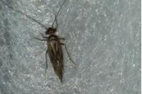 Valenzuela flavidus