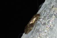 Metylophorus nebulosus