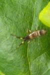 Orchesella flavescens