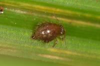 Allacma fusca