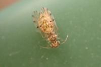 Ectopsocus petersi