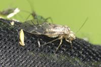 Psococerastis gibbosa