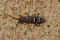 Orchesella cincta