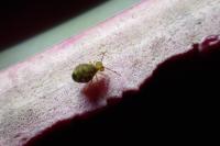 Dicyrtomina ornata