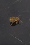 Dicyrtomina ornata