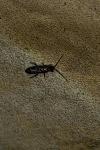 Tomocerus vulgaris