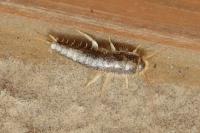 Ctenolepisma longicaudata