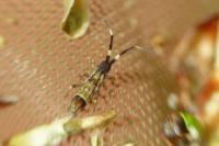 Orchesella flavescens