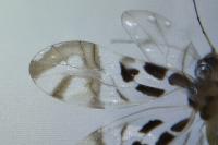 Graphopsocus cruciatus