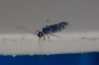 Graphopsocus cruciatus