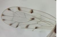 Ectopsocus petersi