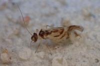 Graphopsocus cruciatus