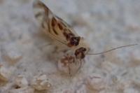 Graphopsocus cruciatus