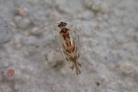 Graphopsocus cruciatus