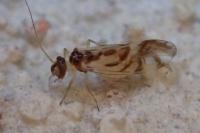 Graphopsocus cruciatus