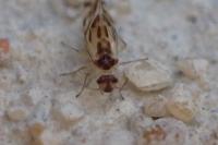Graphopsocus cruciatus