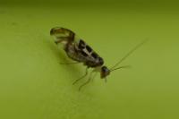 Graphopsocus cruciatus