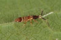 Orchesella flavescens