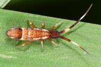 Orchesella flavescens