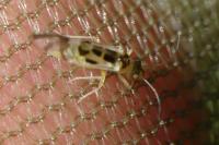 Graphopsocus cruciatus