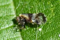 Loensia fasciata