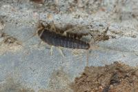 Ctenolepisma longicaudata