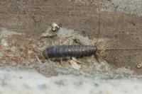 Ctenolepisma longicaudata