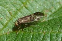 Metylophorus nebulosus