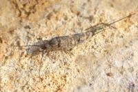 Trigoniophthalmus alternatus