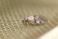 Amphigerontia