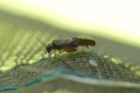 Caecilius fuscopterus