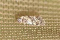 Trichadenotecnum sexpunctatum