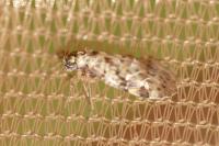 Trichadenotecnum sexpunctatum