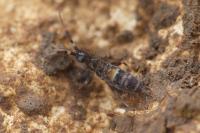 Orchesella cincta