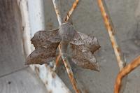 Laothoe populi
