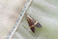 Nemophora degeerella