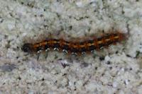 Euplagia quadripunctaria
