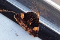 Tyta luctuosa