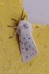 Spilosoma lubricipeda