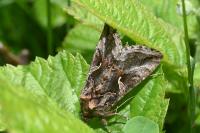 Autographa gamma