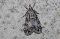 Eudonia lacustrata