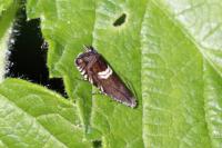 Grapholita discretana