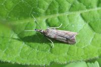 Hypochalcia ahenella