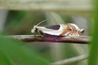 Ancylis badiana