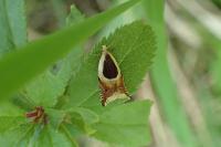 Ancylis badiana