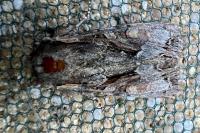 Lacanobia w-latinum