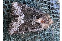 Oligia strigilis/versicolor/latruncula