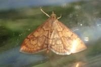 Anania verbascalis