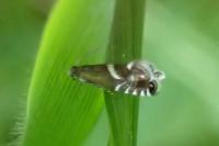 Glyphipterix forsterella